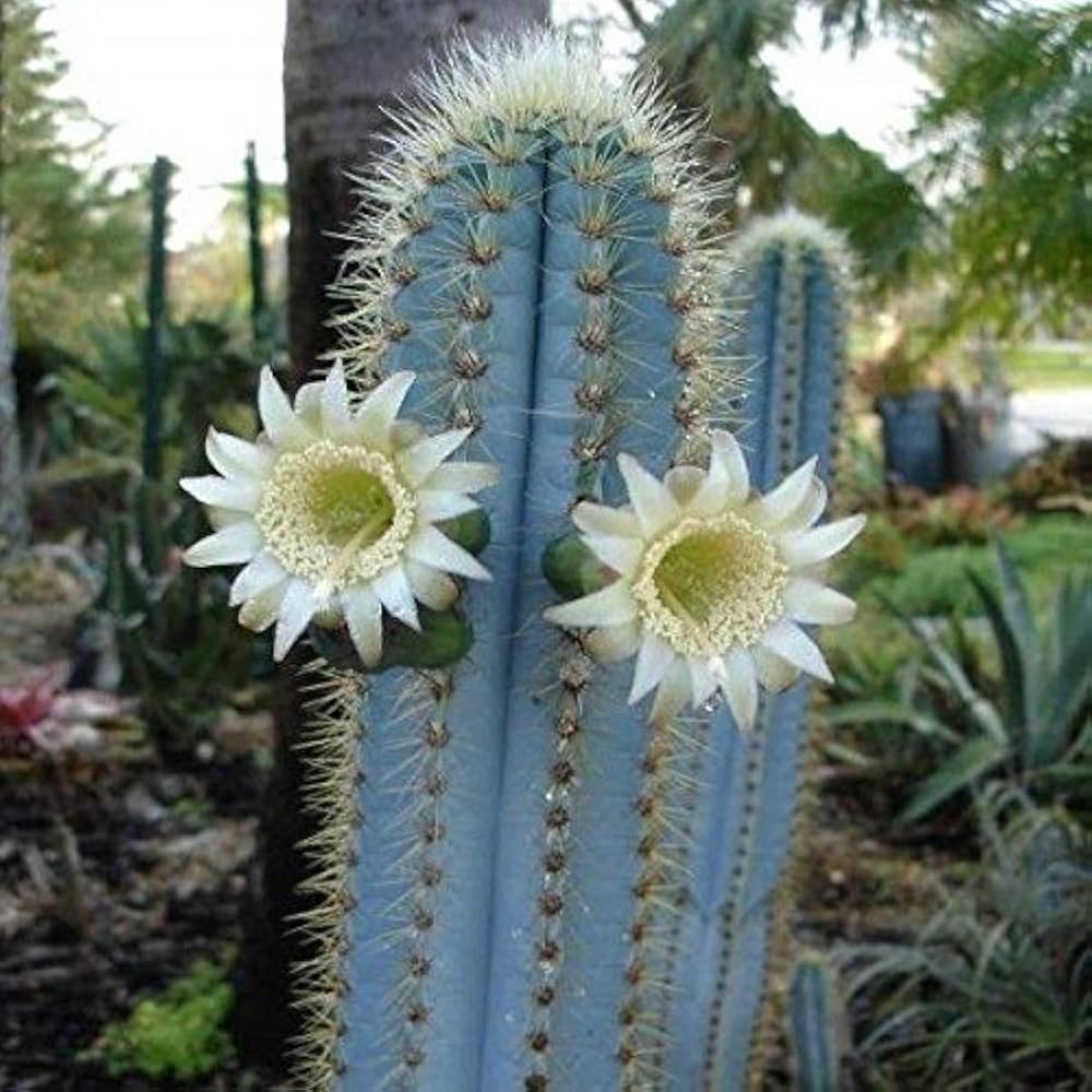 Pilosocereus blue cactus grown from seeds with striking blue stems and spiky ridges